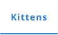 Kittens